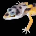 Leopard Gecko Pro 1.0 thumbnail